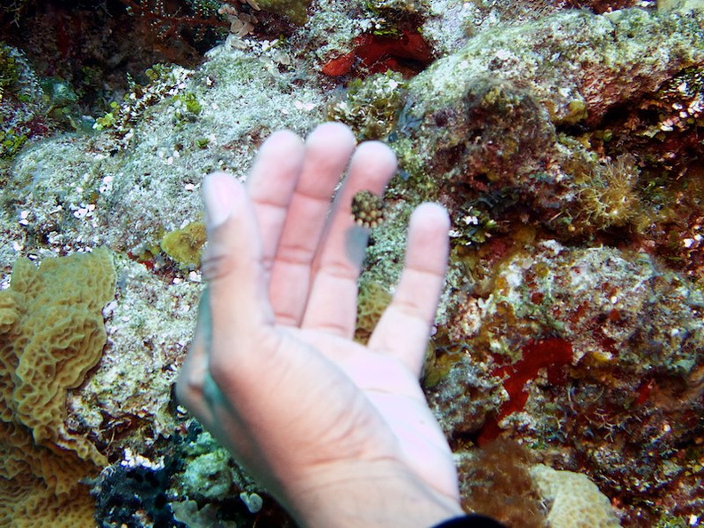 Juvenile Smooth Trunkfish  with hand for scale IMG_9178.jpg